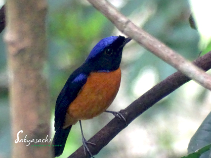 Rufous-bellied niltava male