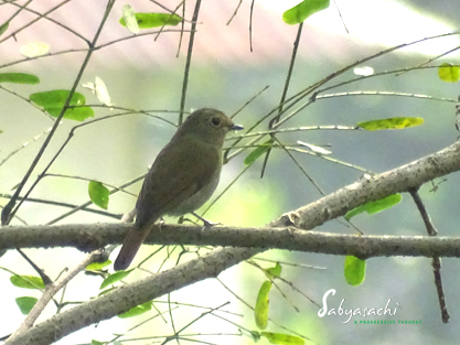 Rufous-bellied niltava female