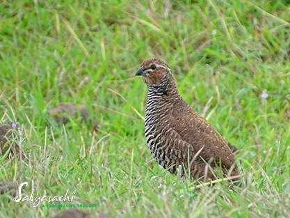 Rock bush quail male
