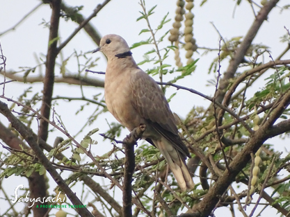 Red Collared Dove female