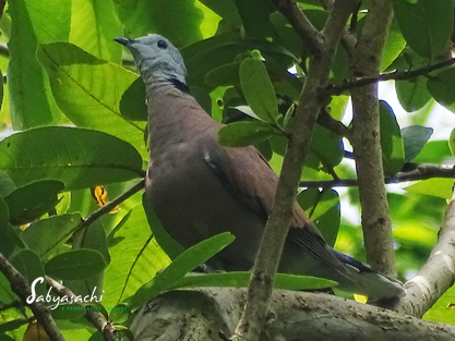 Red Collared Dove male