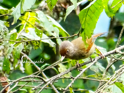 Rusty-fronted barwing
