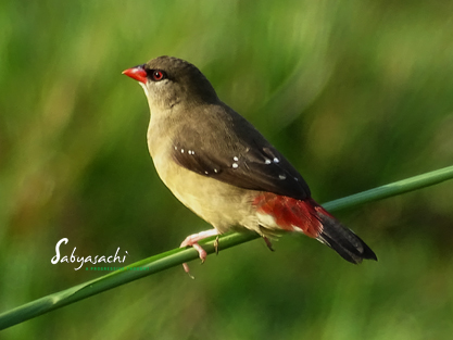 Red avadavat female