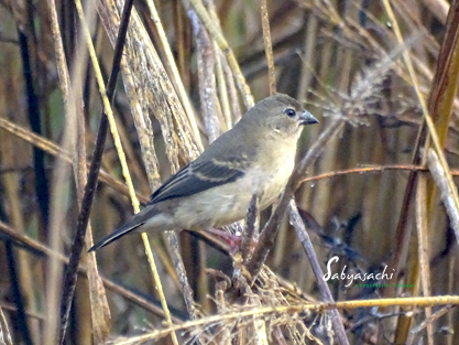 Red avadavat or Strawberry Finch juvenile