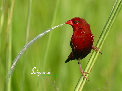 Red avadavat male