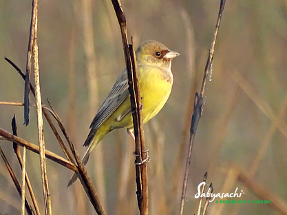 Red-headed bunting