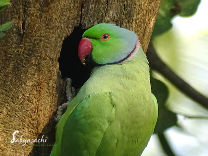 Rose-ringed Parakeet male