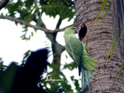 Rose-ringed Parakeet female