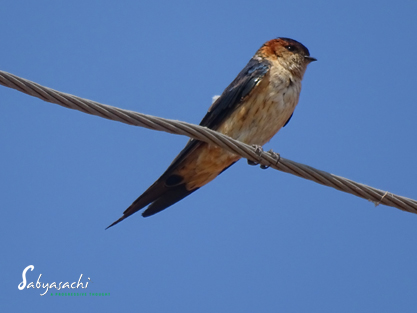 Red-rumped swallow
