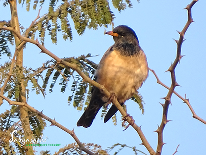 Rosy starling