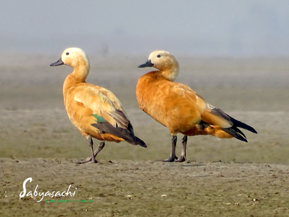 Ruddy Shelduck