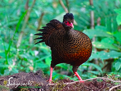Red spurfowl