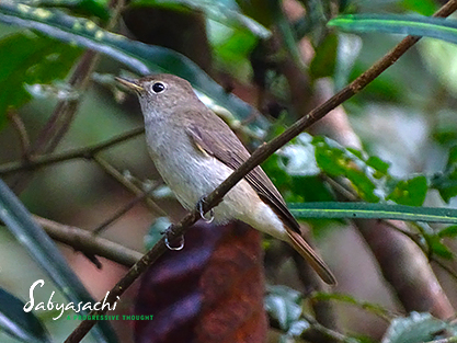 Rusty-tailed flycatcher