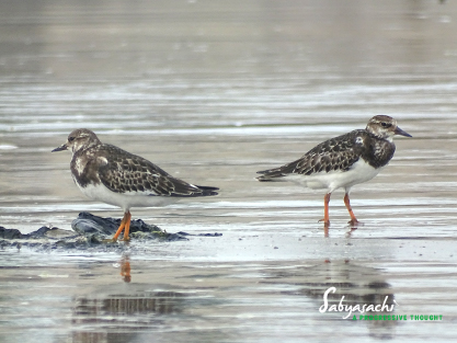Ruddy Turnstone