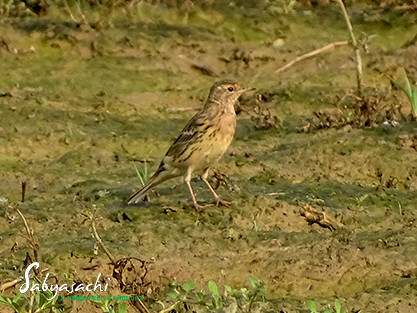Red-throated pipit