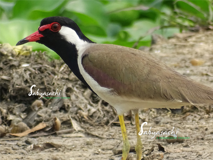 Red-wattled Lapwing