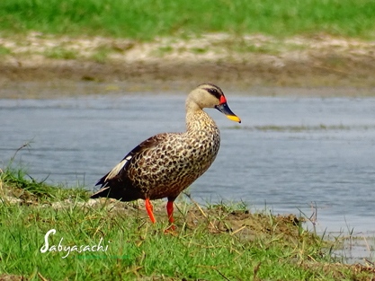 Spot-billed Duck