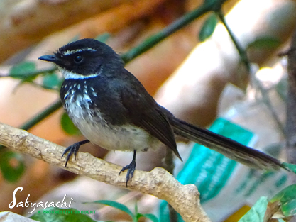 White-spotted fantail
