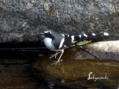 Slaty-backed forktail