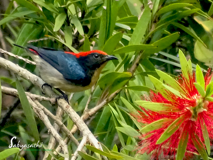 Scarlet-backed flowerpecker male