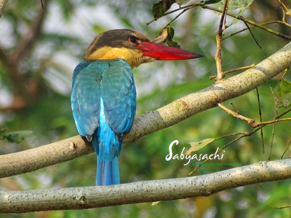 Stork-billed kingfisher