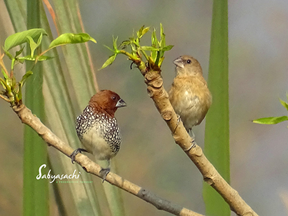 Scaly-breasted munia male and female