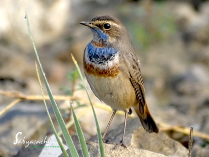 Bluethroat male
