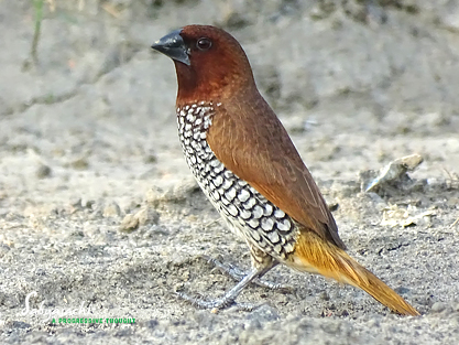 Scaly-breasted munia male