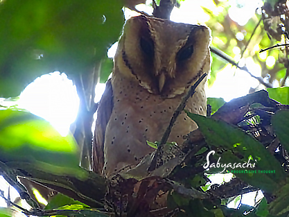 Sri Lanka bay owl