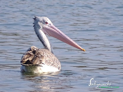 Spot-billed pelican