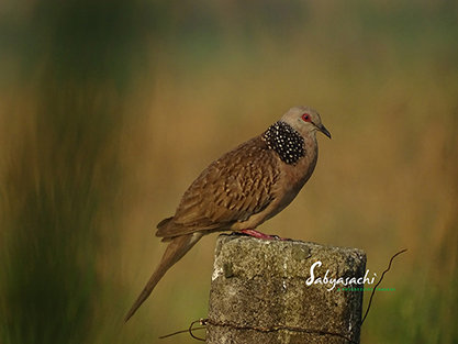 Spotted dove