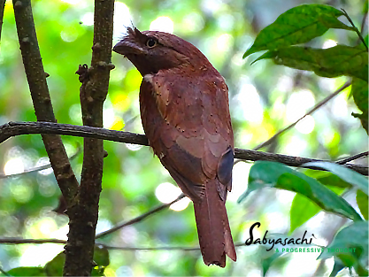 Sri Lanka frogmouth female