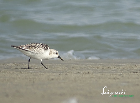 Sanderling Non breeding