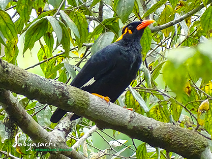 Southern hill myna