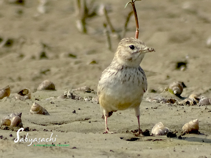 Sand lark