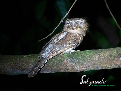 Sri Lanka frogmouth male