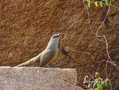 Sirkeer malkoha