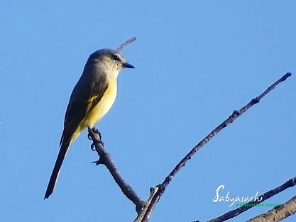 Small minivet female