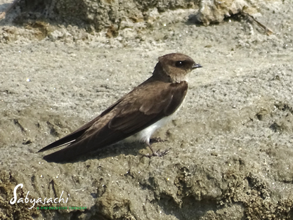Sand martin