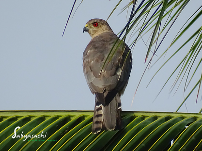 Shikra male