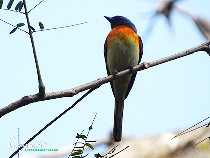 Small minivet male