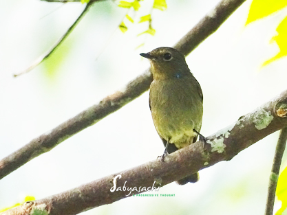 Small niltava female