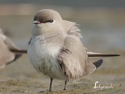 Small pratincole