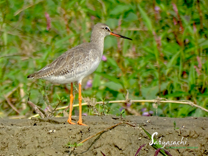 Spotted redshank