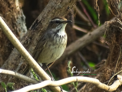 Bluethroat Immature
