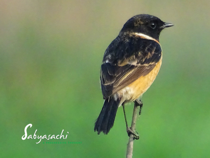Siberian stonechat male