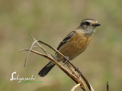 Siberian stonechat female