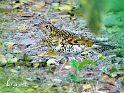 Scaly thrush