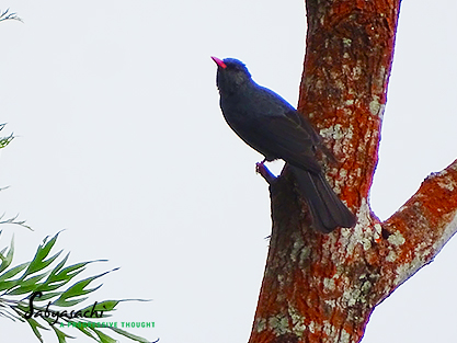 Square-tailed bulbul
