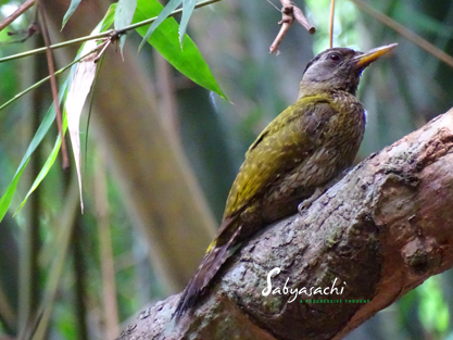 Streak-throated Woodpecker female